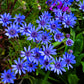 50 BLUE FELICIA DAISY 'The Blues' Heterophylla Kingfisher Flower Seeds