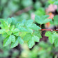50 PACIFIC NINEBARK Physocarpus Capitatus Western Ninebark Native White Pink Red Flower Shrub Seeds