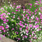 550 MAIDEN PINKS Mixed Colors Dianthus Deltoides Flower Seeds
