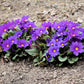 50 MIXED ENGLISH PRIMROSE Primula Vulgaris Acaulis Shade Houseplant Flower Seeds