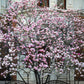 5 LILY MAGNOLIA Flower TREE Pink & Purple Fragrant Tulip Magnol Liliiflora Seeds