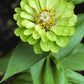 250 GREEN ENVY ZINNIA Elegans Heirloom Chartreuse Double Flower Seeds