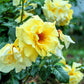 10 Yellow MANCHU ROSE Bush Rosa Xanthina Hummingbird Flower Seeds