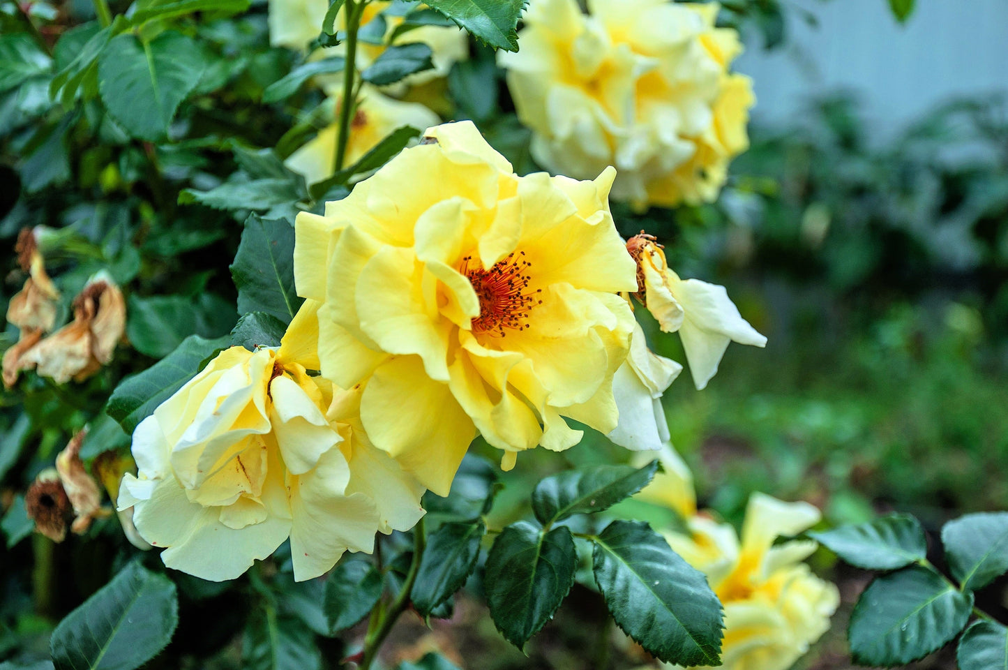 10 Yellow MANCHU ROSE Bush Rosa Xanthina Hummingbird Flower Seeds