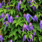 10 PURPLE ALPINE CLEMATIS Alpina Virgin's Bower Flower Vine Seeds