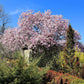 5 LILY MAGNOLIA Flower TREE Pink & Purple Fragrant Tulip Magnol Liliiflora Seeds