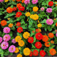 500 Mixed Colors CALIFORNIA GIANT ZINNIA Elegans Flower Seeds
