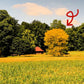 10 Thornless HONEYLOCUST Gleditsia Triacanthos Inermis Imperial Honey Locust Golden Yellow Tree Seeds