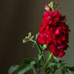 50 Crimson RED STOCK Matthiola Incana Ten-Week Gillyflower Seeds