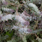 10 PURPLE ACACIA Baileyana Purpurea Fernleaf Mimosa Cootamundra Wattle Tree Yellow Flower Seeds