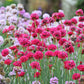 50 SEA THRIFT Armeria Maritima California Sea Pink Cliff Rose Cushion Pink Lavender Native Maritime Flower Seeds