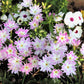 100 TWINKLE DWARF PHLOX Drummondii Cuspidata var. Stellaris Star Mix Two Tone Mixed Colors Pink Purple Red White Flower Seeds