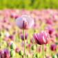 200 AFGHAN RESELECTED Blue POPPY Mixed Colors Papaver Somniferum Setigerum Pink Purple White Flower Seeds