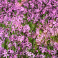 100 RAGGED ROBIN Pink Purplish Lychnis Flos Cuculi Flower Seeds