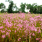 100 RAGGED ROBIN Pink Purplish Lychnis Flos Cuculi Flower Seeds