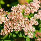50 Easter Bonnet PEACH ALYSSUM Lobularia Maritima Hummingbird Flower Seeds