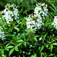 200 WHITE QUEEN CLEOME (Spider Flower) Cleome Hassleriana Cleome Spinosa Flower Seeds
