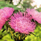 30 ROSE Pink NEEDLE ASTER Callistephus Chinensis Unicom Flower Seeds