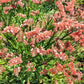 50 APRICOT BEAUTY STATICE Limonium Sinuatum Sea Lavender Flower Seeds