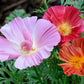 1000 MIXED Colors CALIFORNIA POPPY (Ballerina / Mission Bells) Eschscholzia Californica Flower Seeds