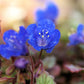 200 CALIFORNIA BLUEBELL (Wild Canterbury Bells / Desert Blue Bell) Phacelia Campanularia Flower Seeds