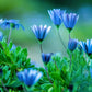 50 BLUE FELICIA DAISY 'The Blues' Heterophylla Kingfisher Flower Seeds