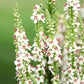 100 WHITE BLUSH VERBASCUM Blattaria Albiflorum Moth Mullein Flower Seeds