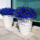 200 Electric Blue & White HALF MOON LOBELIA Erinus Flower Seeds