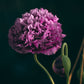 500 LILAC Pompom PEONY POPPY Papaver Laciniatum Purple Pompon Flower Seeds