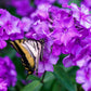10 Tall PURPLE PHLOX Paniculata Garden Summer Native Hummingbird Flower Seeds