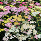 500 MIXED SUMMER YARROW Achillea Millefolium Red Pink White Gold Peach Herb Flower Seeds