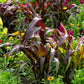 25 RED JEWEL MILLET Setaria Italica Ornamental Grass Flower Seeds