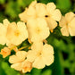 100 YELLOW BEAUTY PHLOX Drummondii Nana Compacta Short Dwarf Flower Seeds