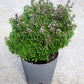 500 DWARF GREEK BASIL Ocimum Basilicum Fragrant Spicy Small Bright Green Leaf Herb Seeds