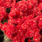 100 Gelato Bright RED ICE PLANT Mesembryanthemum Daisy Livingstone Flower Seeds