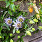 10 Blue Crown PASSION FLOWER / Passion FRUIT Passiflora Caerulea Orange Fruit Vine Seeds
