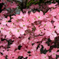 5 PINK FLOWERING DOGWOOD Tree Cornus Florida Rubra Native Ornamental Tree Seeds