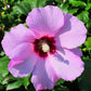 25 Dark Pink ROSE Of SHARON HIBISCUS Syriacus Flower Tree Bush Seeds