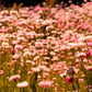 100 APRICOT & PEACH STRAWFLOWER Organic Mix Coral Paper Daisy Helichrysum Xerochrysum Bracteatum Flower Seeds