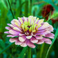 20 Organic QUEENY LIME MIX ZINNIA Elegans Mixed Colors Red Orange Yellow Pink Green Queen Flower Seeds