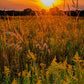 300 Ornamental BIG BLUESTEM GRASS Beardgrass Andropogon Gerardii Seeds