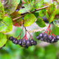 30 PURPLE CHOKEBERRY Aronia Prunifolia White Flower Fruit Shrub Seeds