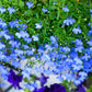 200 SKY BLUE LOBELIA Regatta Lobelia Erinus Flower Seeds