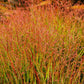 30 Violet PANIC GRASS Panicum Miliaceum Violaceum Ornamental Purple Millet Seeds