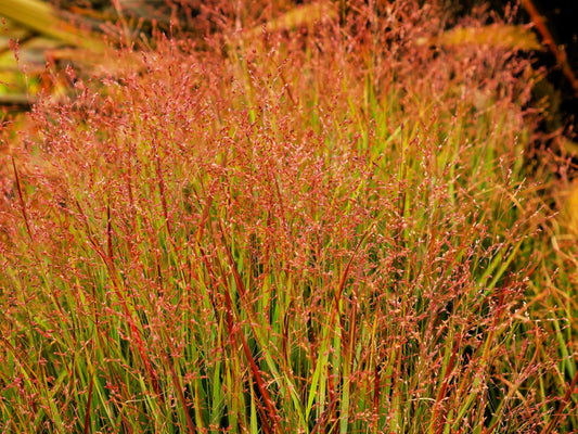 30 Violet PANIC GRASS Panicum Miliaceum Violaceum Ornamental Purple Millet Seeds