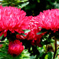 250 Double RED CHINA ASTER Callistephus Chinensis Flower Seeds