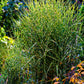 10 ZEBRA GRASS Variegated Maiden Grass Miscanthus Sinensis Zebrinus aka Chinese or Japanese Silver Grass / Plume Grass / Eulalia Seeds