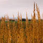 250 Ornamental INDIAN GRASS Sorghastrum Nutans Native Indiangrass Seeds