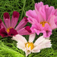 200 COSMOS SEASHELLS Cosmos Bipinnatus Sea Shells Flower Seeds