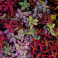 10 Dwarf Mixed Colors POLKA DOT PLANT Red Pink White Rose Splash Select Hypoestes Phyllostachya Flower Houseplant Seeds